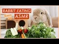 Bunny Eating Crunchy Food ASMR WahlieTV