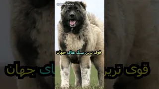 قوی ترین سگ های جهان 