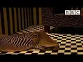 Download Lagu Kunnen zeekatten zich camoufleren in een woonkamer? | Richard Hammond's Miracles of Nature - BBC