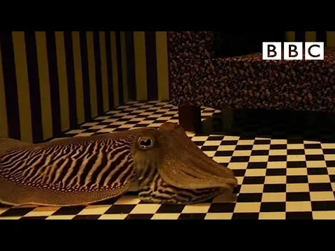 Can Cuttlefish camouflage in a living room? | Richard Hammondu0027s Miracles of Nature - BBC