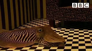 Can Cuttlefish camouflage in a living room Richard Hammond s Miracles of Nature - BBC