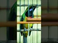 Download Lagu CUNGKO ISIAN GREJA DAN KUNTI #masteran #cungkokgacor #bird #kicaumania
