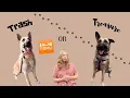 My Honest Thoughts on Temu Dog Gear