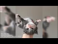 Gif Haz Sounds ep 87 I m really back