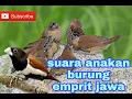 Lagu SUARA ANAK BURUNG EMPRIT JAWA MEMANGGIL INDUKNYA.