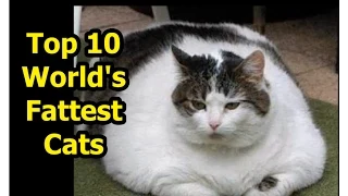 The World s Fattest Cats GUINNESS WORLD RECORDS
