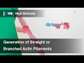Generation of Straight or Branched Actin Filaments Cell Bio Textbooks -