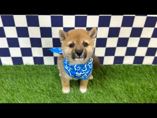 動画
