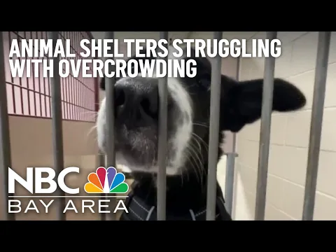 Download MP3 Animal shelters across the Bay Area struggling with overcrowding