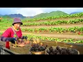 Download Lagu Harvest A Three-Wheeled Cart Of Beetroots To Sell At The Market, Cook With Them, Garden