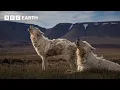 Download Lagu Top 10 Wolf Moments | BBC Earth