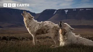 Top 10 Wolf Moments BBC Earth 