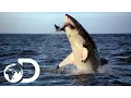 Download Lagu Incredible Footage of Sharks Leaping Out the Water