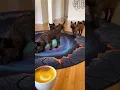 Optical Illusion Hole Rug Reactions - Part 7 Viral Funny Pet Reactions for 15 Minutes