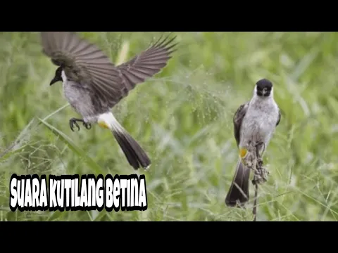 Download MP3 Suara pikat burung kutilang betina memanggil jantan