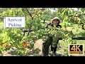 Apricot Picking at Cherry Avenue Farms - 4K