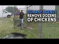 Humane agents search properties owned by local restaurant owner remove dozens of chickens