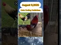 August 9 2026 color coding guidelines