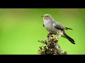 Download Lagu Lagu Burung Kukuk Biasa - Alam dan Suara Burung untuk mengenali Burung Kukuk Biasa | 10 Jam