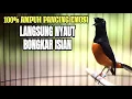 Download Lagu 100% AMPUH PANCINGAN EMOSI MURAI BATU AGAR BONGKAR MATERI