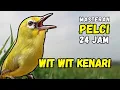 Lagu Masteran Pleci Wit Wit Wit Kenari
