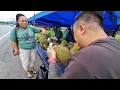 Download Lagu PERGI KUCHING SINGGAH BELI DURIAN SERIAN SATU PLASTIK RM50 // DURIAN ISI KUNING SANGAT BERBALOI //  MP3