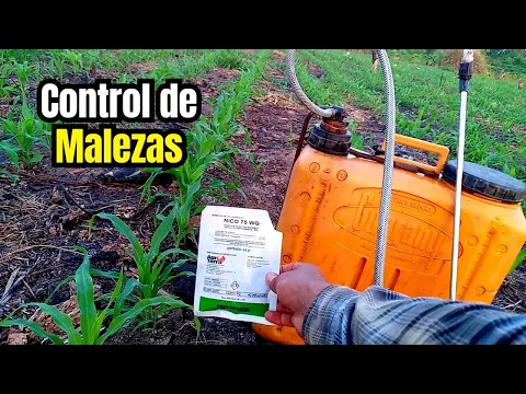 Download MP3 🌽 MAÍZ Libre de MALEZAS - Primer CONTROL De MALEZAS En El MAÍZ