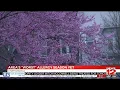 Allergy season lengthens with an all time high pollen count