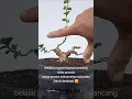 Download Lagu link video tahap proses sebelumnya⬆️ #bonsai #bonsaitree #tanaman #sancang #bonsaisancang #shito