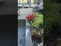 Nieuwe voortuin|New front garden|renovasi taman depan#shorts