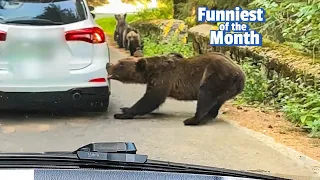 Fat Bear Week Chaos! | The FUNNIEST Pets of the Month