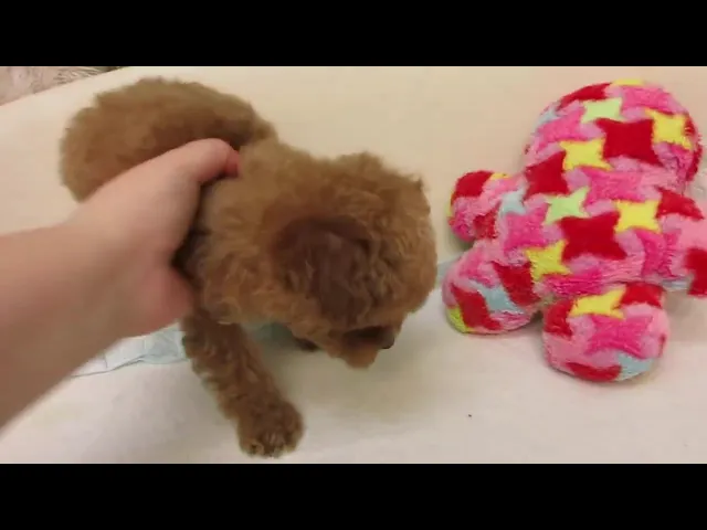 動画