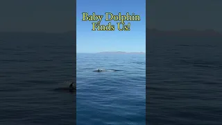 Baby Dolphin Swam Straight To Us