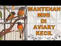 Download Lagu TIPS GOKIL! KUPAS TUNTAS MANTENAN MINI / SEPAH KECIL \u0026 RAWATAN HARIAN BAGI PEMULA