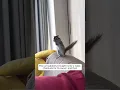 Download Lagu The cat suddenly brought home a weak chipmunk for its owner, and then
