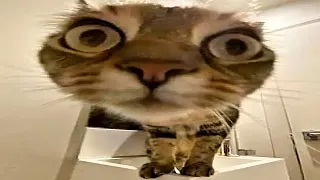 you ll get a cat after watching these