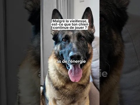 Malgré la vieillesse, est-ce que ton chien continue de jouer ?