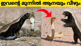 even an elephant would fall before this one youtube trending storify storifystudio afluworl 