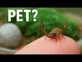 Download Lagu I Built a Tiny Moss World for a 3mm Predator – My Pet Pseudoscorpion!