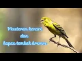 Download Lagu Masteran tembakan Kenari dan Kapas tembak, auto masuk!!!