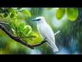 Lagu Peaceful Rain and Birds Chirping 🐦🌧️ Cat Calming Music for Stress Relief and Deep Relaxation