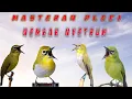 Download Lagu Masteran Pleci Nembak NYETRUM Lawan Auto Lompat