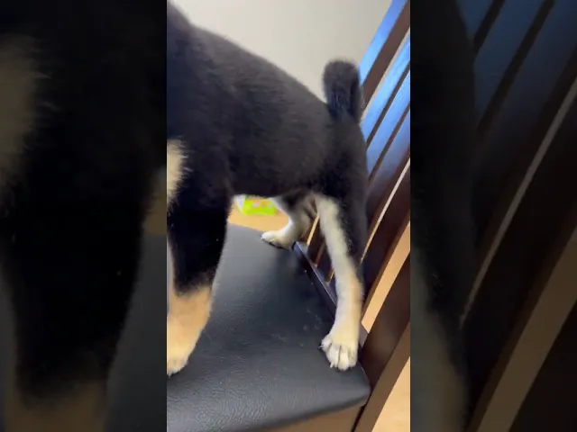 動画