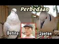 Lagu Perbedaan suara burung puter betina dan jantan
