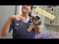 Grooming a tiny Yorkie-Poodle mix YorkiePoo