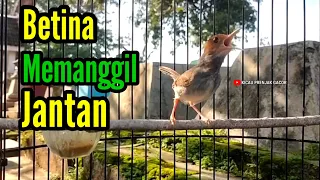 prenjak betina pancingan prenjak betina gacor istimewa memanggil prenjak jantan suara jernih 