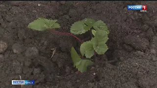 В Омской области зафиксированы заморозки