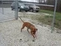 Bubba Snaps mix wants a family and a home