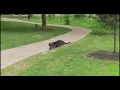 DANCING SQUIRREL MEME