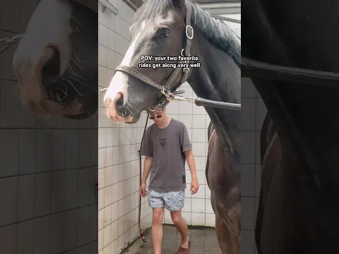 What a win 🙂‍↕️🤝 #equestrian #horse#short